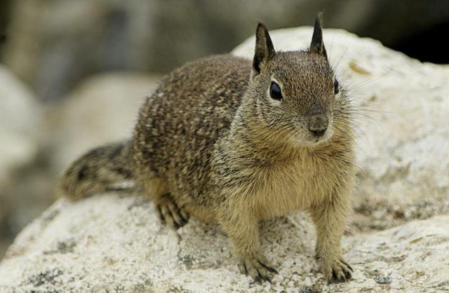 Un écureuil assis sur un rocher.