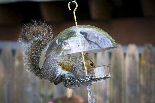 Un écureuil Wiley est pris dans l'acte de manger à partir d'une mangeoire pour les oiseaux.