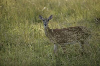 Deer, debout dans un champ.