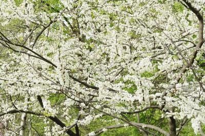 Branches d'arbre blanc Redbud orientale