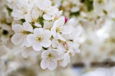 Fleurs blanches de l'arbre pleureur pommetier