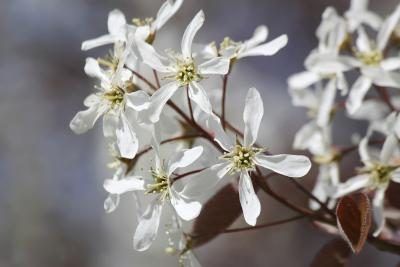 Close-up de fleurs blanches amélanchier