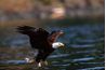 Oiseaux de proie assurent aide les populations de rongeurs équilibré.