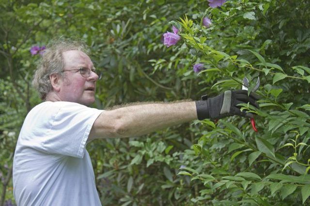 Un homme l'élagage des branches d'un Rose de Sharon Bush.