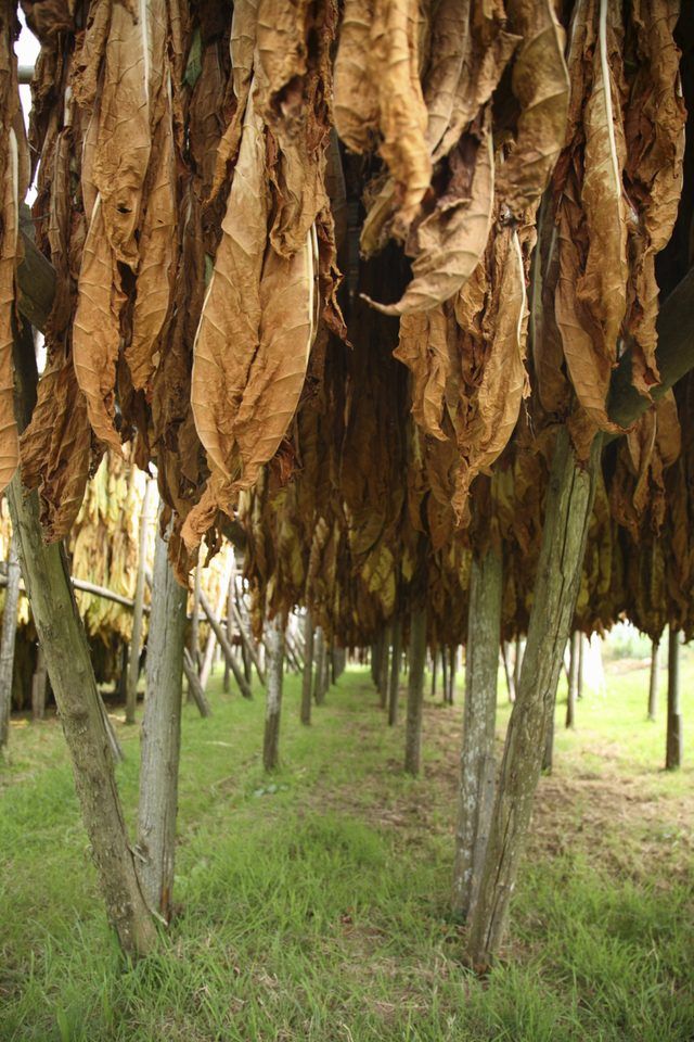 Feuilles de tabac récoltées sont accrochés et séché.