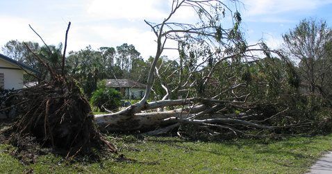 Lorsque les tempêtes frappent sur un arbre, appeler votre compagnie d'assurance.