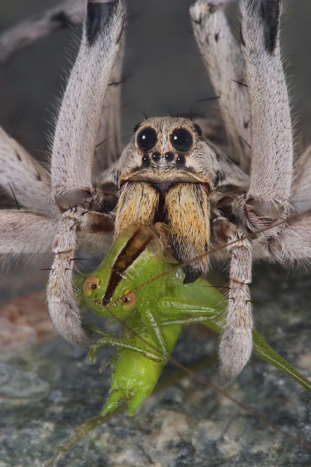 Une araignée-loup avec une sauterelle.