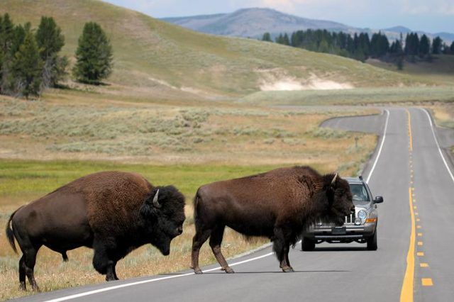Deux bisons traversent la route dans le parc national de Yellowstone.